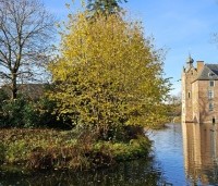 Corylus avellana - Gewone hazelaar - november 2024
