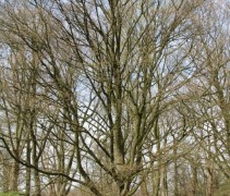 Acer campestre 'Elsrijk' in voorjaar