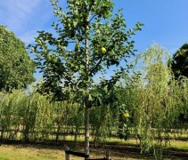 Malus domestica 'Jacques Lebel'