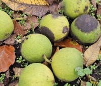 Juglans nigra - Zwarte Notenboom - 6