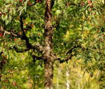 Malus toringo Mandarin