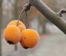 Sierappel 'Golden Hornet', hoogstam boom in winterse kou