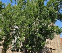 Sophora japonica - Honingboom - 6