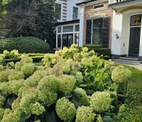Hydrangea arborescens 'Annabelle'  - Amerikaanse Hortensia 'Annabelle' - 6