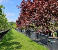 Acer palmatum 'Bloodgood' - Japanse esdoorn - juni 2025 kwekerij THB Apeldoorn