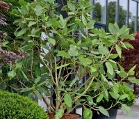 Magnolia sargentiana - Groot blad en grote bloem. Magnolia Sargentiana - 9