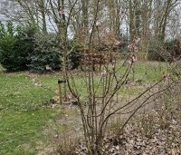 Viburnum x bodnantense 'Dawn' - Winterbloeiende Sneeuwbal 'Dawn' - 4