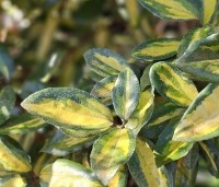 Eleagnus ebbingei 'Limelight' - Olijfwilg 'Limelight' - 2