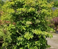 Hydrangea anomala subsp. petiolaris - Klimhortensia - 2