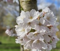 Prunus x yedoensis  - Yoshinokers - 2