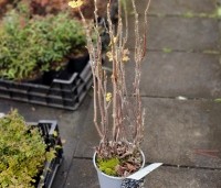 Ribes nigrum 'Titania' - Zwarte bes 'Titania' - gekweekt in pot