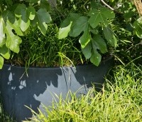 Ficus carica - Vijg - 6