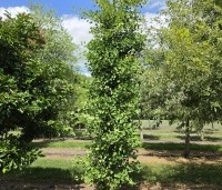 Ginkgo biloba 'Obelisk' - Japanse Notenboom 'Obelisk' - 2