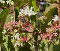 Heptacodium miconioides - Zevenzonenboom - 1