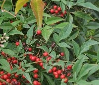 Nandina domestica - Hemelse bamboe - 1