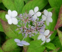 Bloem Hydrangea serr. 'Blue Bird'