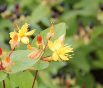 Hypericum inodorum