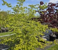 Parrotia persica - Perzisch IJzerhout - 1