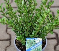 Ilex crenata 'Caroline Upright' - Japanse hulst - 1