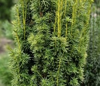 Taxus baccata 'Fastigiata Aurea' - Ierse Taxus 'Fastigiata Aurea' - 2