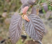 Viburnum plicatum 'Popcorn' - Japanse Sneeuwbal 'Popcorn' - 10