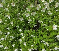 Philadelphus Belle Etoile - Jasmijn - juni