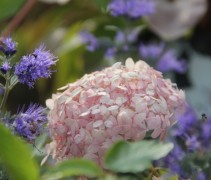 Hydrangea invincibelle