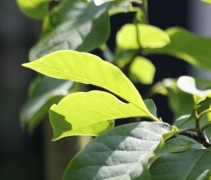 Magnolia