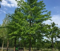 Quercus Palustris