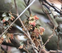 Sycoparrotia