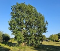Fraxinus excelsior - Es - 1