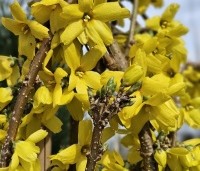 Forsythia 'Goldrausch' - Chinees klokje  'Goldrausch' - 1