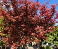 Acer palmatum 'Jerre Schwartz' - Japanse Esdoorn 'Jerre Schwartz' - 2