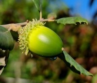 Quercus suber - Kurkeik - 3