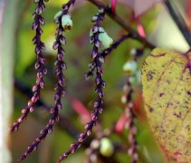 Stachyurus Praecox