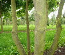 stam Styrax japonica meerstammige boom