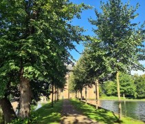 Tilia cordata 'Greenspire' 