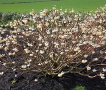 Edgeworthia