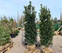 Ilex meservae 'Heckenfee'