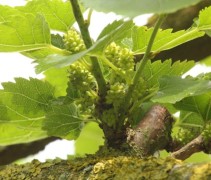 Morus alba 