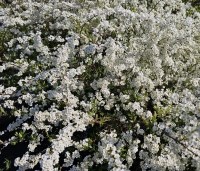 Spiraea x cinerea 'Grefsheim' - Spierstruik  'Grefsheim' - 2