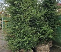 Tsuga canadensis - Canadese Hemlockspar - 3