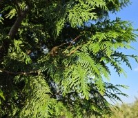 Thuja plicata 'Gelderland' - Reuzenlevensboom - 2