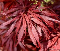 Acer palmatum 'Jerre Schwartz'