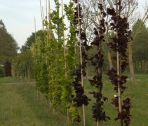 Fagus Dawyck purple