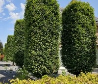 Carpinus betulus - Haagbeuk - 5