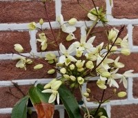 Clematis armandii - Bosrank armandii - 1
