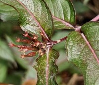 Diervilla splendens - Diervilla - 1