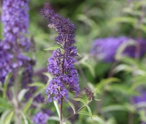 Buddleja davidii 'Nanho Blue'