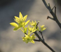 Lederstruik, meerstammige boom met jonge uitlopers